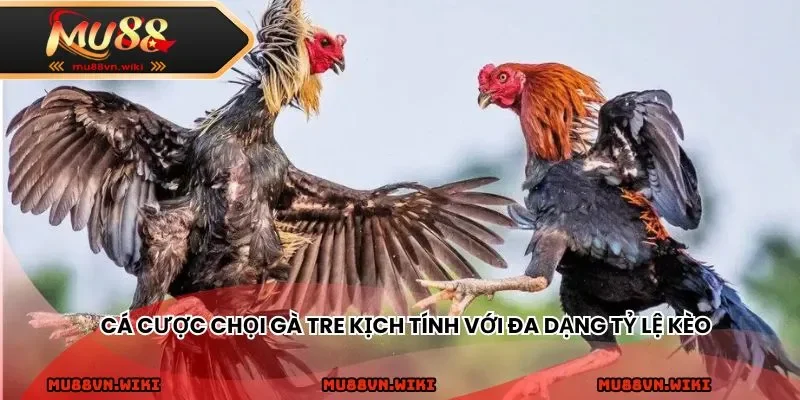 Cá cược chọi gà tre kịch tính với đa dạng tỷ lệ kèo