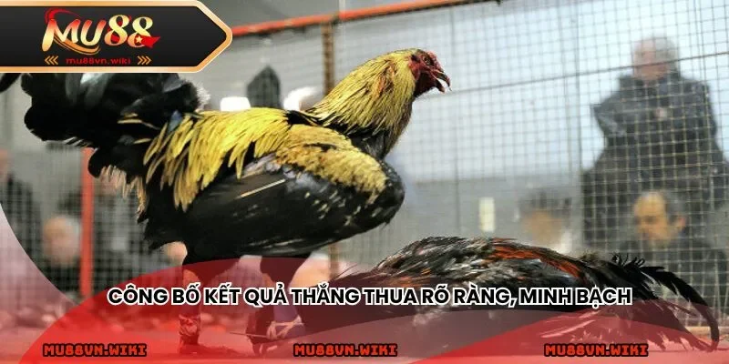 Công bố kết quả thắng thua rõ ràng, minh bạch