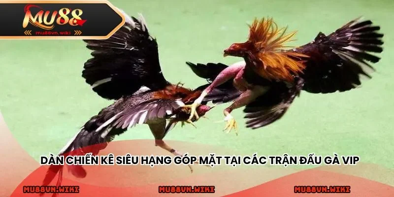 Dàn chiến kê siêu hạng góp mặt tại các trận đấu gà VIP