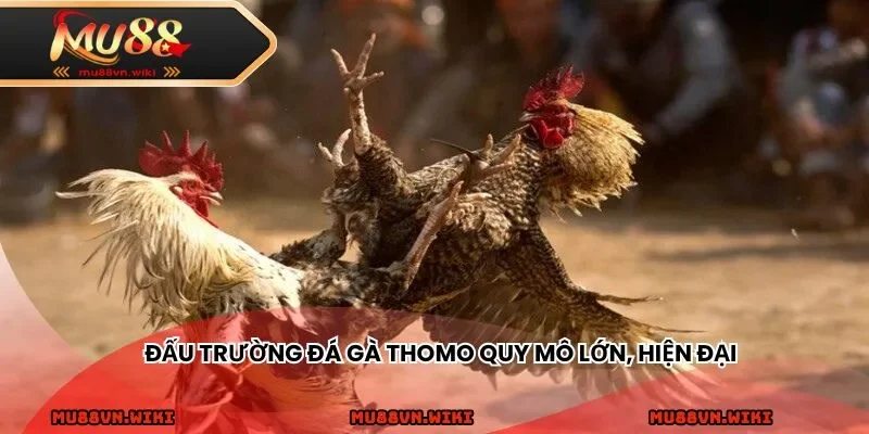 Đấu trường đá gà Thomo quy mô lớn, hiện đại