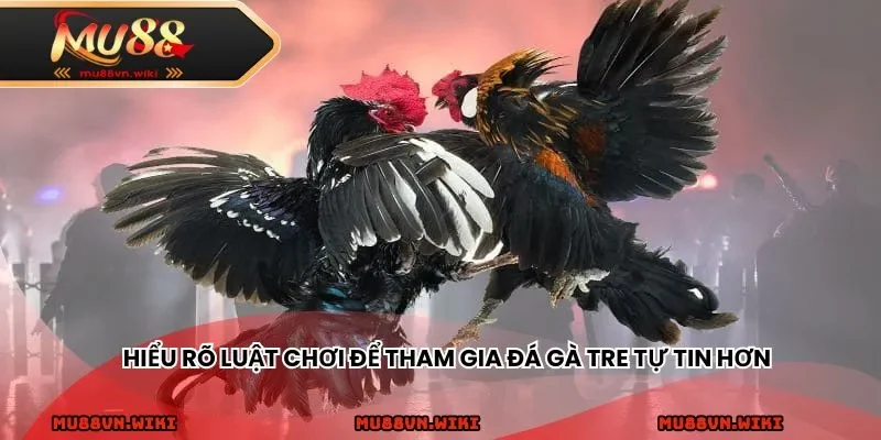 Hiểu rõ luật chơi để tham gia đá gà tre tự tin hơn