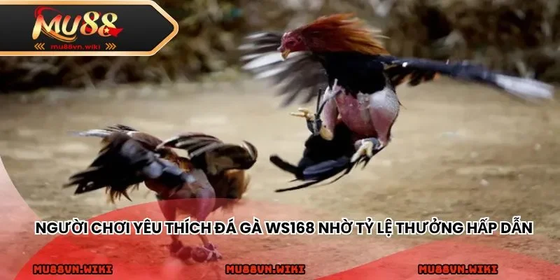 Người chơi yêu thích sảnh đá gà WS168 nhờ tỷ lệ thưởng hấp dẫn