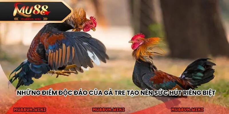 Những điểm độc đáo của gà tre tạo nên sức hút riêng biệt