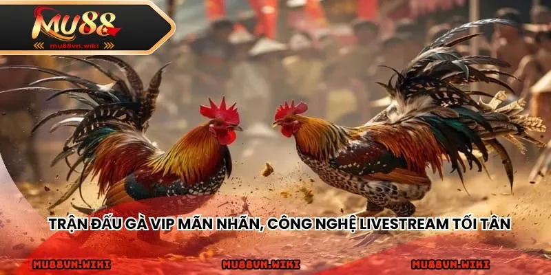 Những trận đấu gà VIP mãn nhãn, công nghệ livestream tối tân.