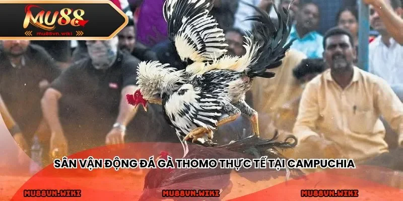 Sân vận động đá gà Thomo thực tế tại Campuchia
