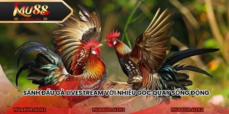 Sảnh đấu gà livestream với nhiều góc quay sống động