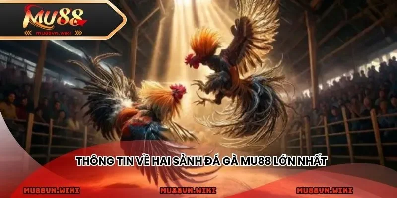Thông tin về hai sảnh đá gà MU88 lớn nhất