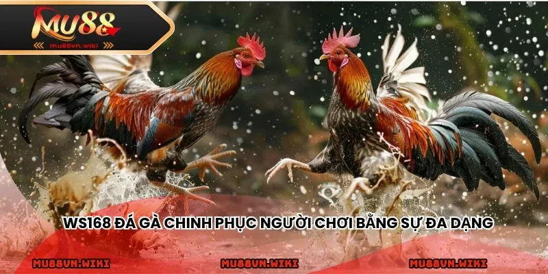 WS168 đá gà chinh phục người chơi bằng sự đa dạng, phong phú