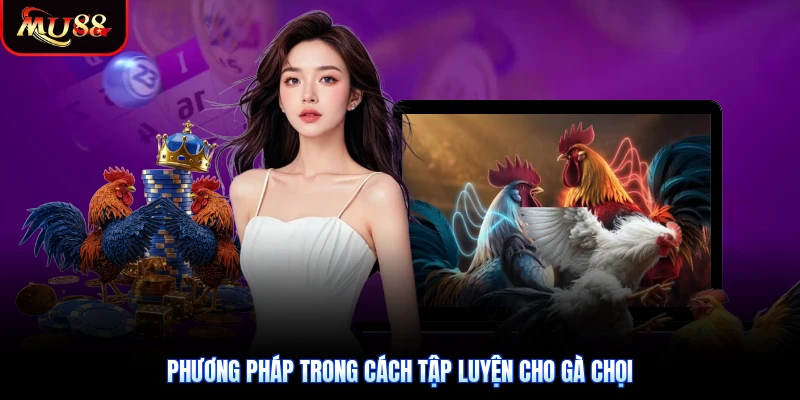 Phương pháp trong cách tập luyện cho gà chọi