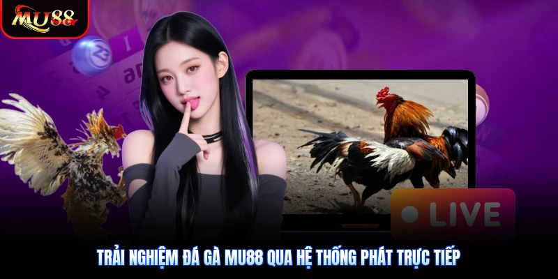 Trải nghiệm đá gà Mu88 qua hệ thống phát trực tiếp
